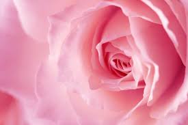 pink rose close up