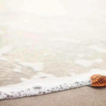 seashell on the beach