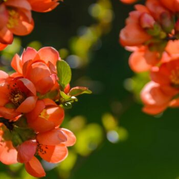 red flowers