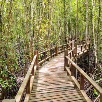 wood bridge